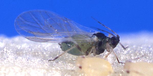 New tomato/potato psyllid pest attacking New Zealand crops